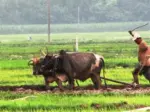 गोरु पाल्न बाजुराका १५६ किसानलाई नगद सहयोग