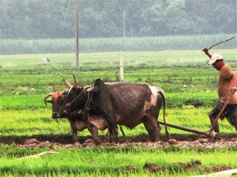 गोरु पाल्न बाजुराका १५६ किसानलाई नगद सहयोग