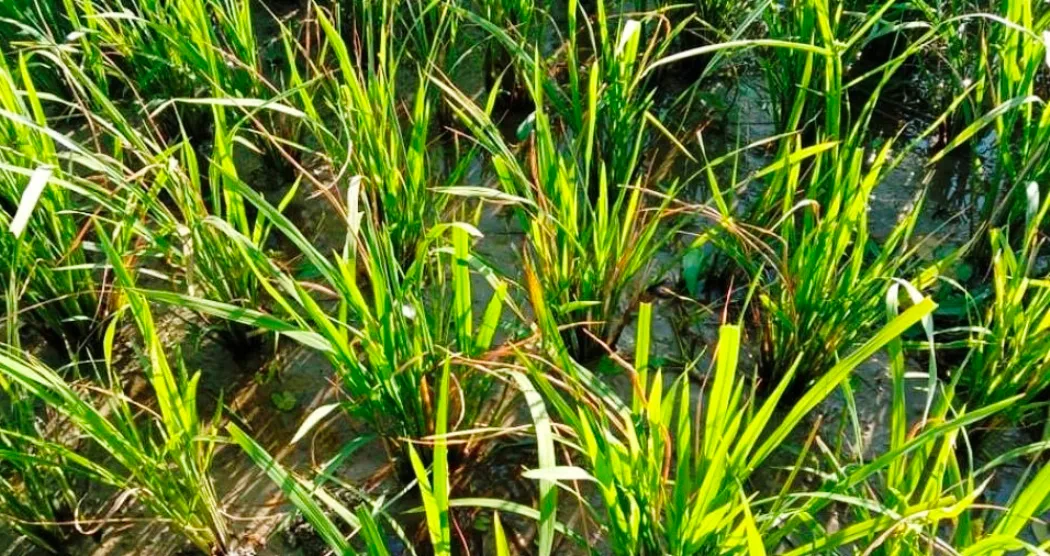 धानमा ‘फेद डढुवा’ रोग देखिन थालेपछि सतर्कता अपनाउन आग्रह