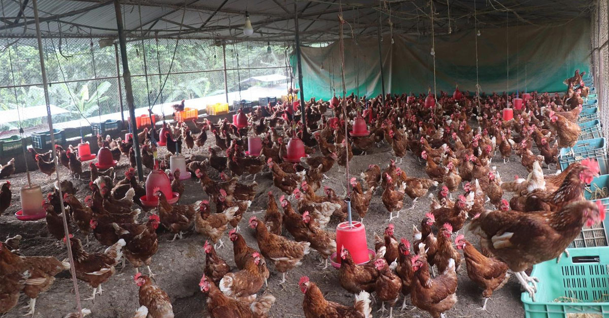 गाउँ फर्किएर दाजुभाइले सुरु गरेको कुखुरापालन