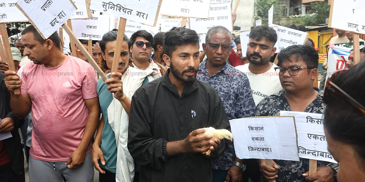 कुखुरापालक किसानको काठमाडौंकेन्द्रित आन्दोलन, बिचौलिया हाबी भएको गुनासो