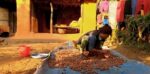 राम्रो आम्दानीको स्रोत बन्दै रुद्राक्ष