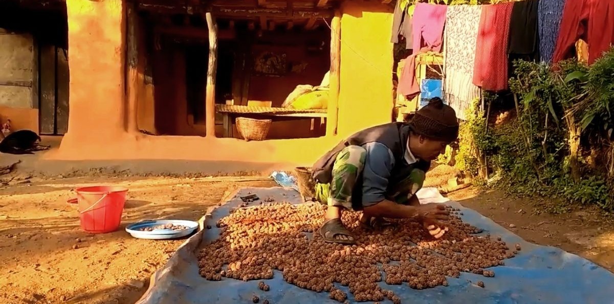 राम्रो आम्दानीको स्रोत बन्दै रुद्राक्ष