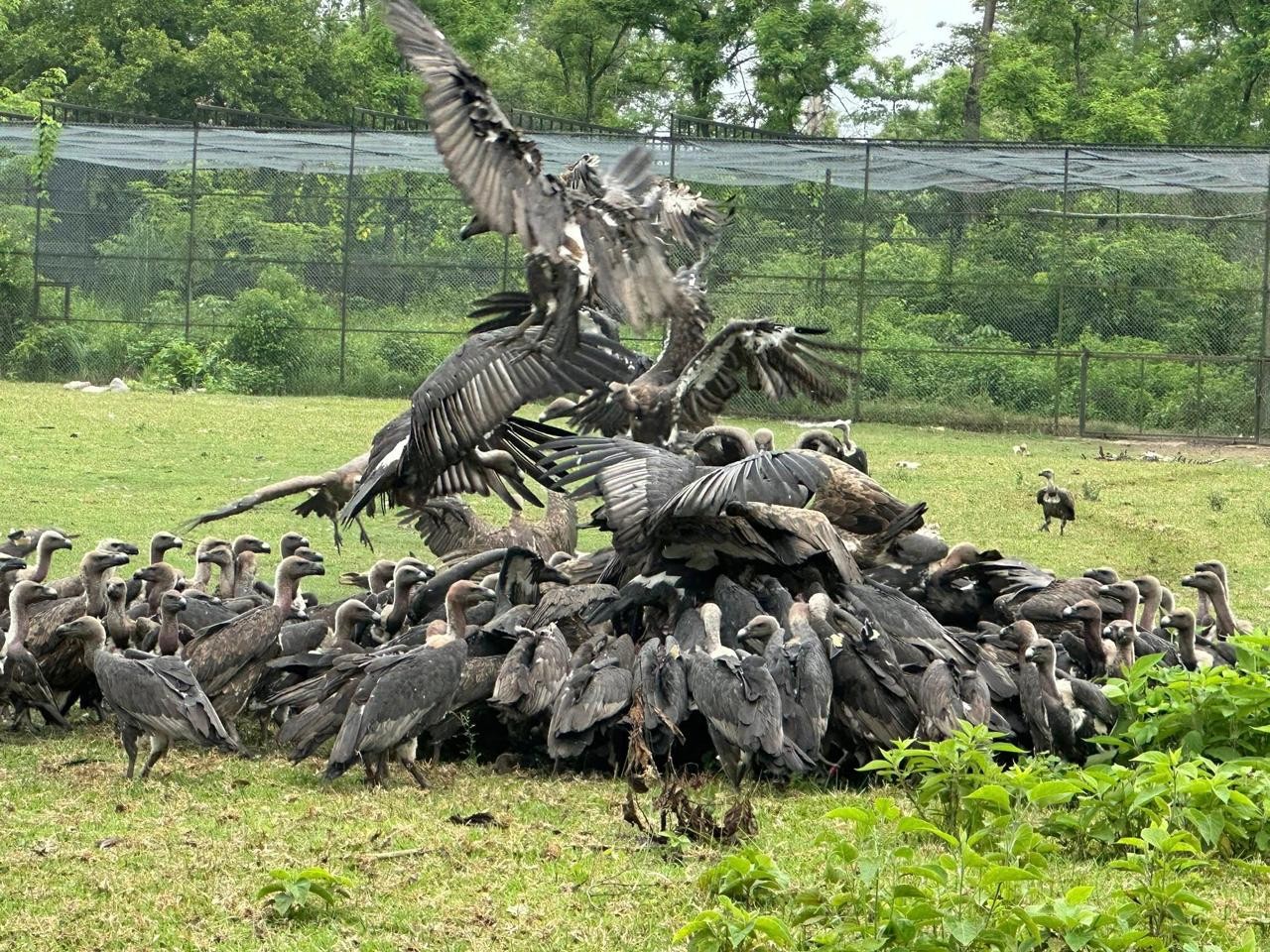 गिद्ध संरक्षणमा ऐतिहासिक सफलता