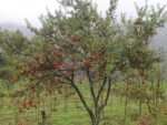 स्याउ पाक्यो, ढुवानी समस्या
