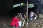 साउदी छाडेर गाईभैँसीपालन, दूध बेचेरै मासिक एक लाख आम्दानी