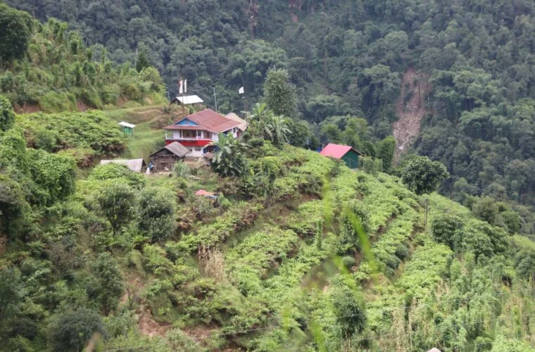 ‘हामीलाई पाल्ने र बचाउने नै अलैँची हो’