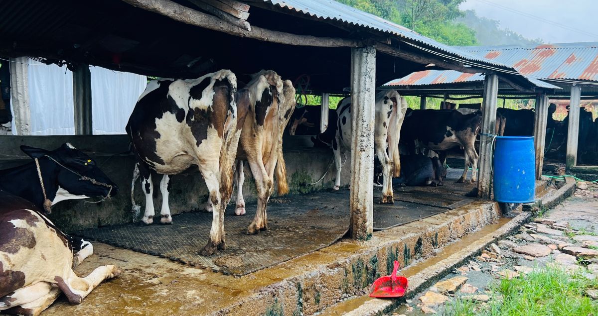 अनुदानले व्यावसायिक पशुपालनमा वृद्धि