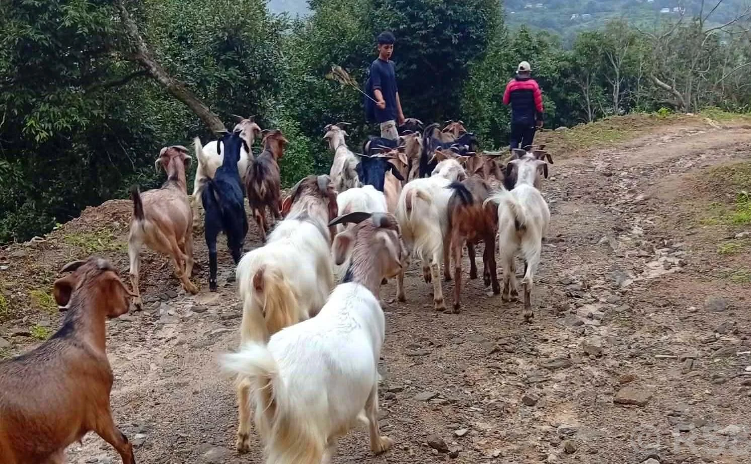 यातायातको पहुँचसँगै काठमाडौँ पुग्न थाले भोजपुरका ‘खसीबोका’