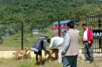 सानोदुम्मामा विशेषज्ञसहितको पशु स्वास्थ्य शिविर सञ्चालन