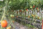 डडुवाका किसान तरकारीखेतीमा : पहिले किनेर खान्थे, अहिले बिक्री गरेर कमाउन थाले