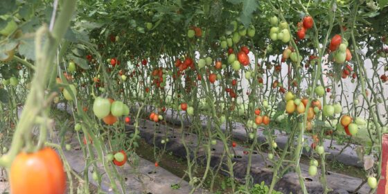 डडुवाका किसान तरकारीखेतीमा : पहिले किनेर खान्थे, अहिले बिक्री गरेर कमाउन थाले