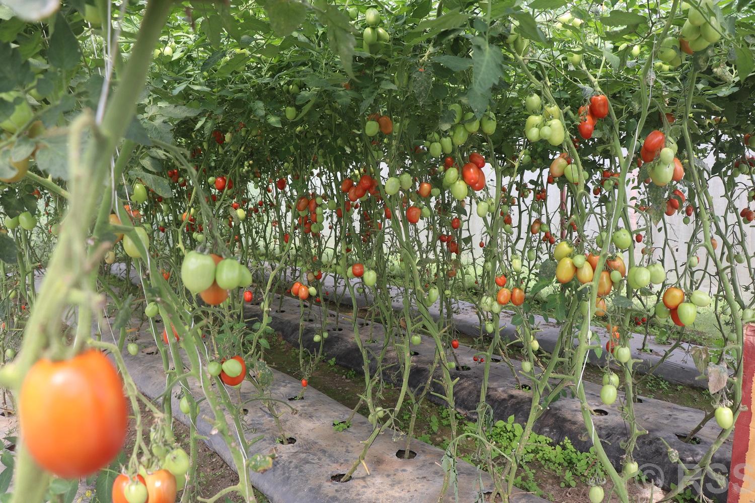 डडुवाका किसान तरकारीखेतीमा : पहिले किनेर खान्थे, अहिले बिक्री गरेर कमाउन थाले