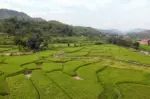 तनहुँमा तरकारी र धान खेतीको क्षेत्रफल विस्तार
