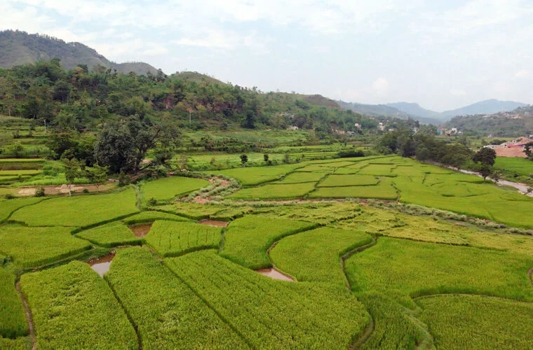 तनहुँमा तरकारी र धान खेतीको क्षेत्रफल विस्तार