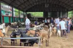 चाडपर्व नजिकिएसँगै धरानमा खसीबोकाको कारोबार बढ्यो