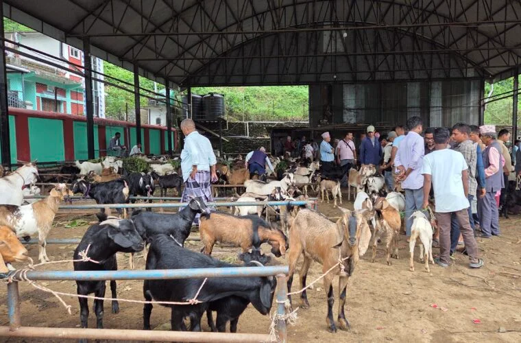 चाडपर्व नजिकिएसँगै धरानमा खसीबोकाको कारोबार बढ्यो