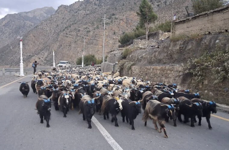 हिउँ छिचोल्दै एक हजार भेडाच्याङ्ग्रा मुस्ताङ आइपुगे