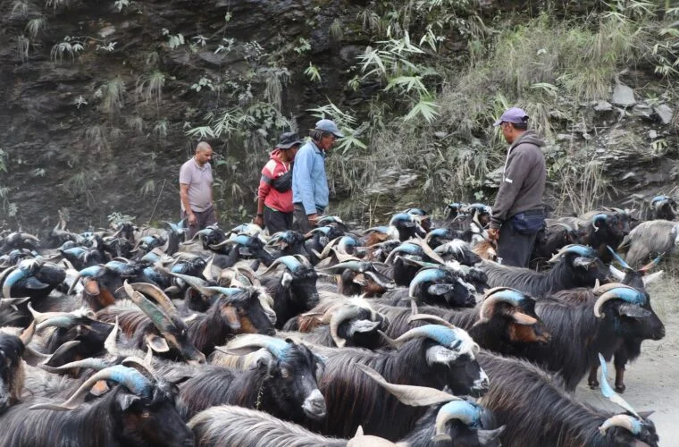 रेशमी मार्गको विरासत धानेको च्याङ्ग्रा व्यापार