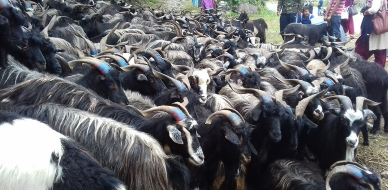 दशैँमा मुस्ताङ हुँदै ३५ करोडका भेडा–च्याङ्ग्रा निकासी