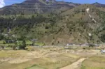 दसैँको चहलपहल बढे पनि बाजुराका किसान धान भित्र्याउन व्यस्त