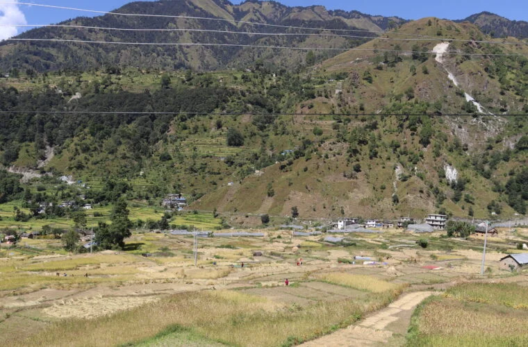 दसैँको चहलपहल बढे पनि बाजुराका किसान धान भित्र्याउन व्यस्त