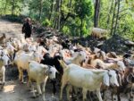 गुल्मीमा मात्रै खसीबोका बिक्री कारोबार वार्षिक एक अर्ब