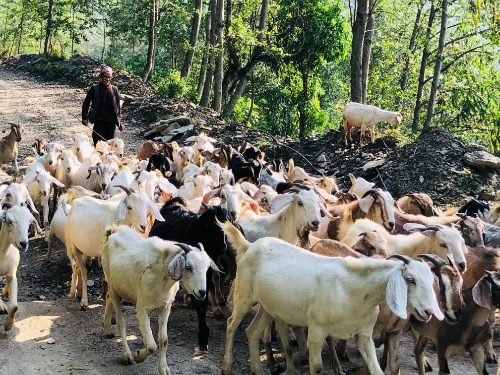 गुल्मीमा मात्रै खसीबोका बिक्री कारोबार वार्षिक एक अर्ब