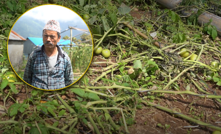 हावाहुरीले बुढीचौरका गोलभेँडा टनेलमा क्षति, किसानको लगानी जोखिममा
