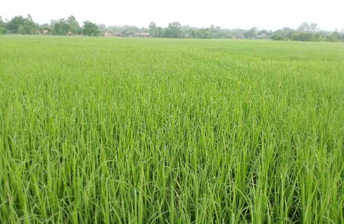 धानखेतीमा रोगको सङ्क्रमण देखिएपछि किसान चिन्तित