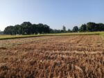 दसैँको सँघारमा किसानलाई धान भित्र्याउने चटारो