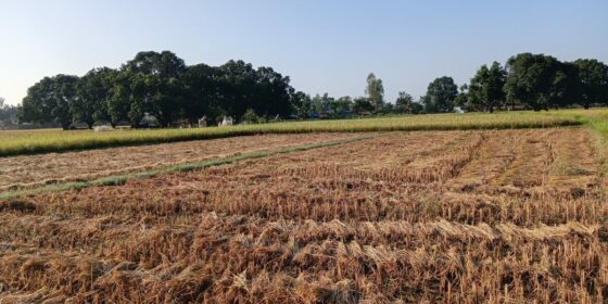 दसैँको सँघारमा किसानलाई धान भित्र्याउने चटारो
