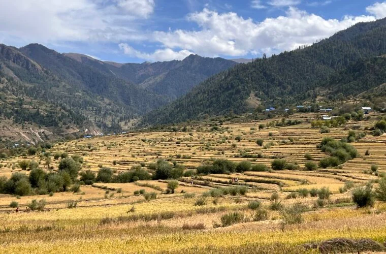 जुम्लाका किसानलाई मार्सीधान भित्र्याउने चटारो