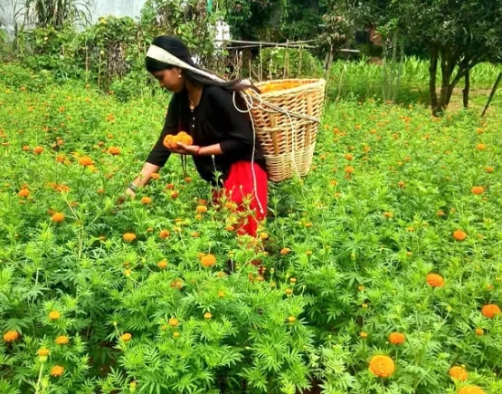 आँबुखैरेनीमा ४५ रोपनीमा सयपत्री फूलखेती