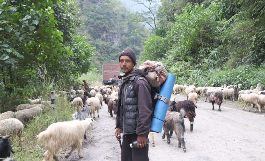 भेडाच्याङ्ग्रा बिक्री गर्न महिनौ पैदल हिँडेका किसानलाई बजारको चिन्ता