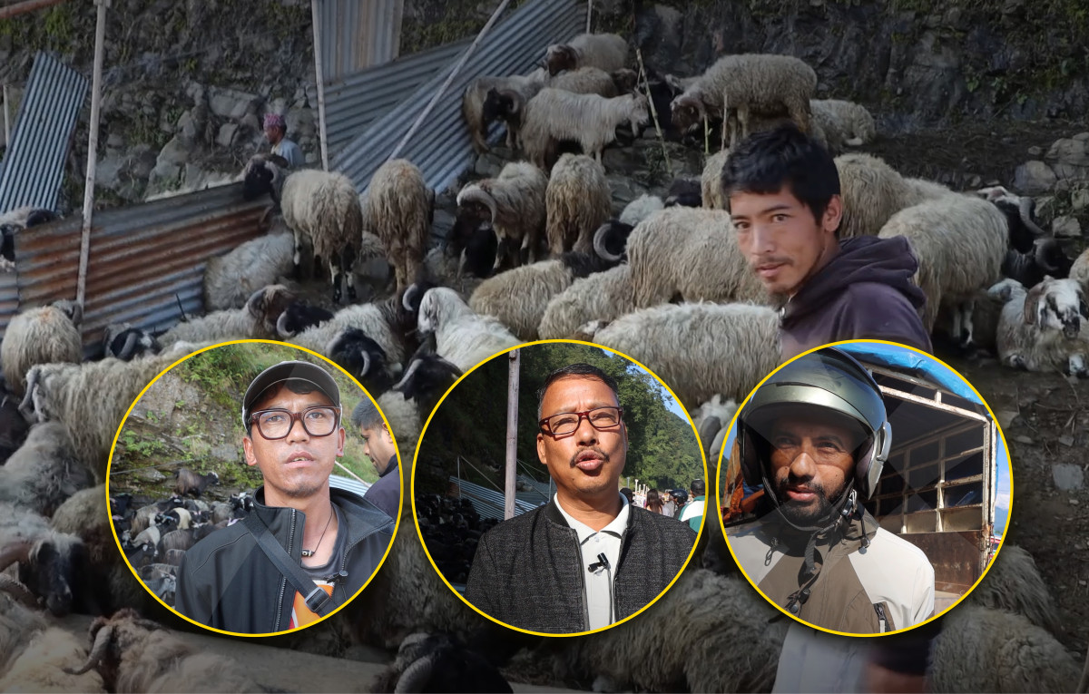‘गोठाला जोखिममा हुँदा वडाध्यक्ष कुर्सीमा बसेर हेर्न सक्दैन’ – गुरुङ